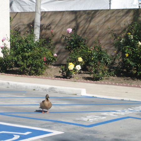 Oceanview Motel Huntington Beach Exterior foto