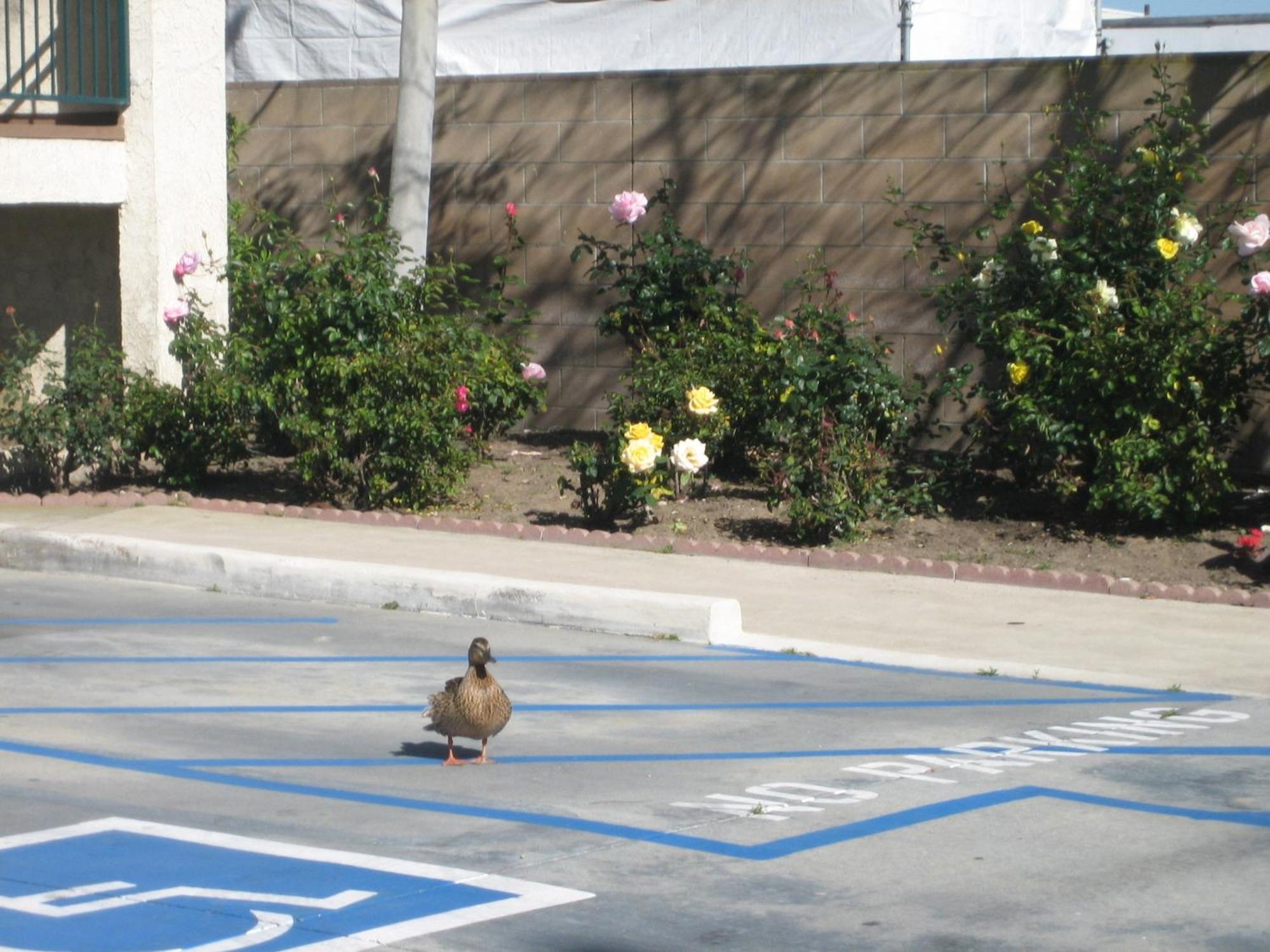 Oceanview Motel Huntington Beach Exterior foto